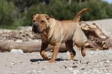 SHAR-PEI 360